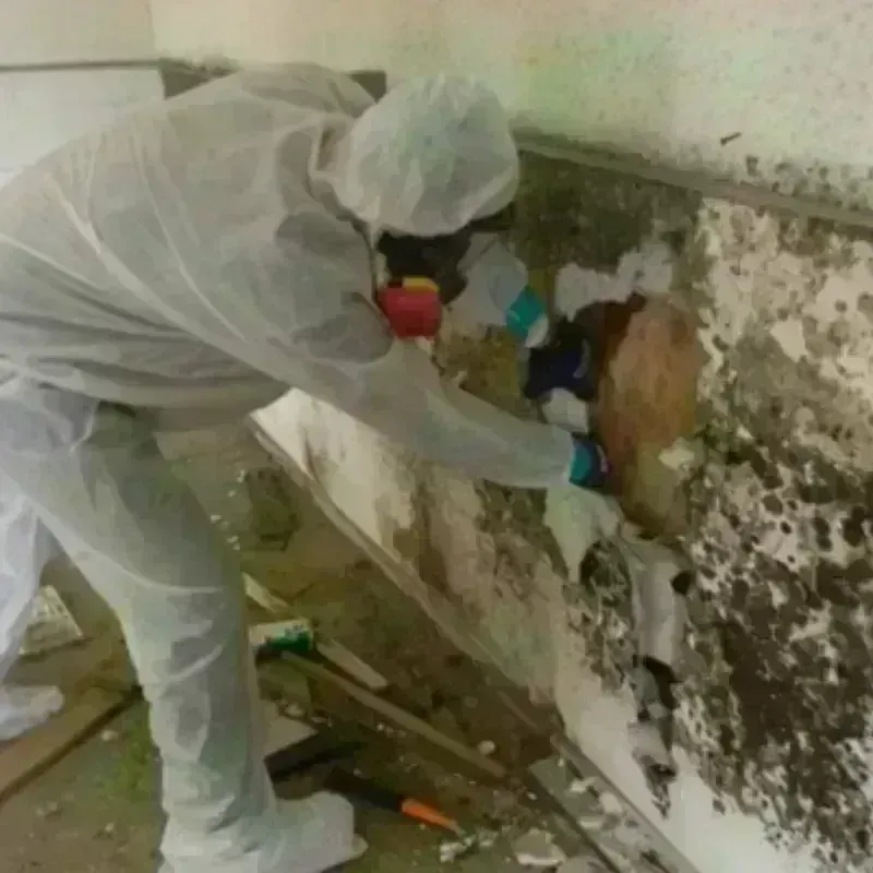 Mold Remediation and Removal in Pottsville, AR